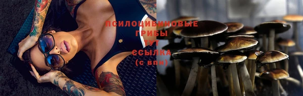 индика Новодвинск